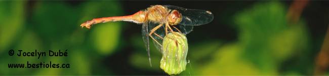 Insecte du genre Sympetrum