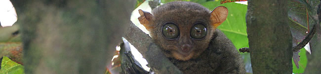Tarsier