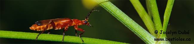 Photo d'un t�l�phore fauve (Rhagonycha fulva)