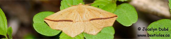 Photo d'un papillon du genre Tetracis