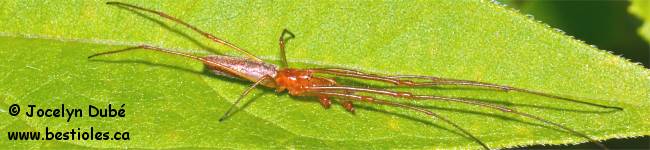 Photo d'araign�e de la famille des Tetragnatidae