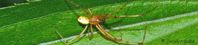 Photo d'arachnide de la famille des Theridiidae