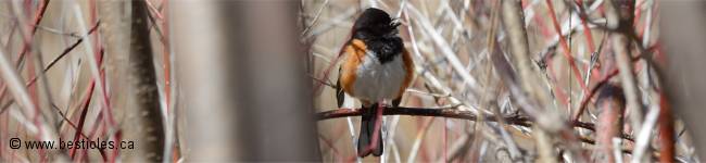 Photo d'un Tohi � flancs roux