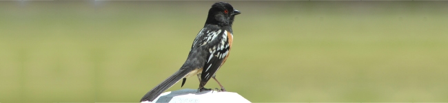 Photo d'un tohi tachet�