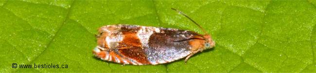 Photo d'un papillon de la famille Tortricidae (Ancylis muricana)