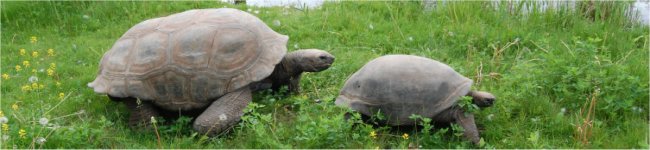Photo de tortues