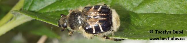 Photo d'un insecte du genre Trichiotinus