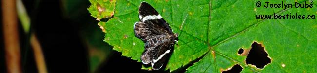 Photo d'un g�om�tre de l'esp�ce Trichodezia albovittata