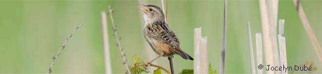 Troglodyte � bec court