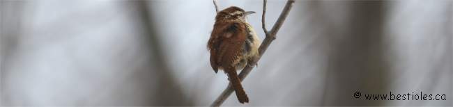 Photo d'un troglodyte de Caroline