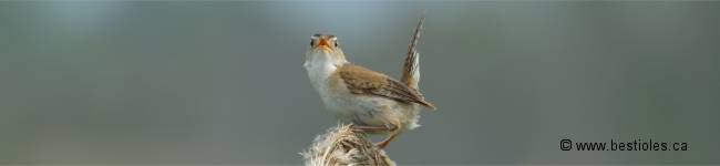 Photo d'un troglodyte des marais