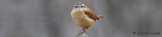 Oiseau de la famille des troglodytid�s (Troglodytidae)