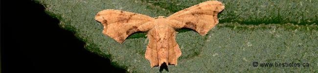 Photo d'un papillon de la famille des Uranid�s (Uraniidae)