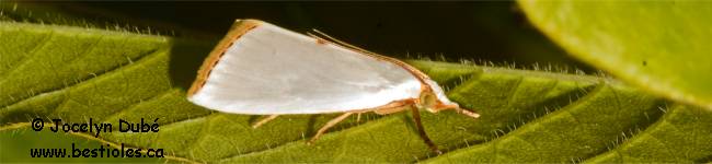 Photo d'Urola nivalis