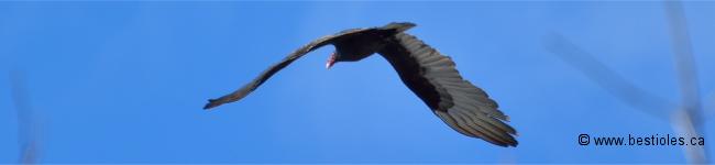 Photo d'un urubu � t�te rouge