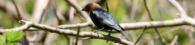 Photo de vacher � t�te brune