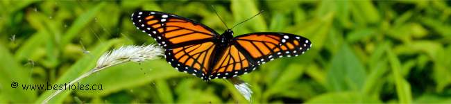 Photo de vice-roi (Limenitis archippus)