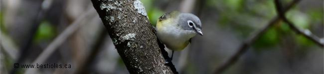 Photo d'un vir�o � t�te bleue