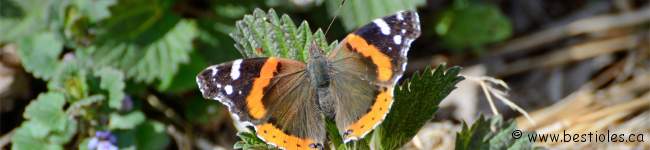 Photo de vulcain (Vanessa atalanta)