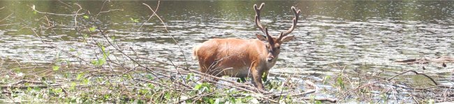 Photo d'un wapiti dans une rivi�re