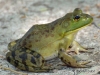 Grenouille taureau