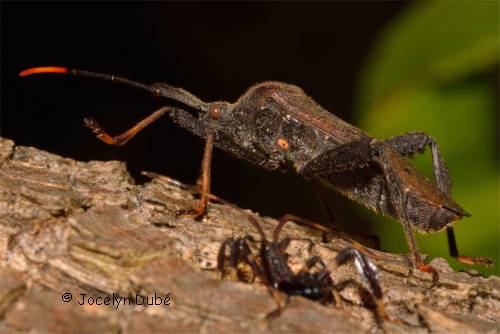 Acanthocephala terminalis