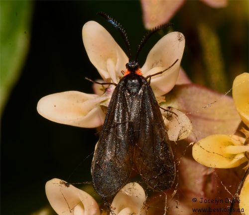 Acoloithus falsarius