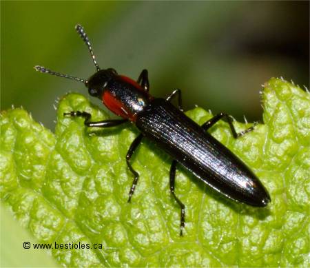 Photo d'un perce-tige gracile (Acropteroxys gracillis)