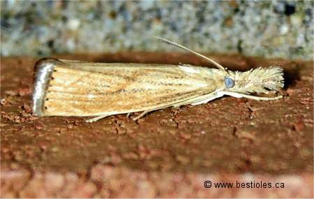 Photo de Agriphila ruricolella