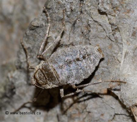 Photo d'arpenteuse d'automne femelle (Alsophila pometaria)
