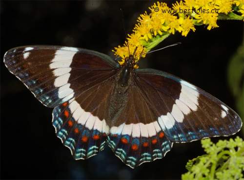 Photo d'un papillon amiral