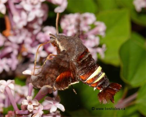 Sphinx nessus - Amphion floridensis