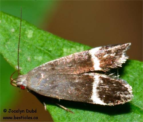 Anacampsis agrimoniella