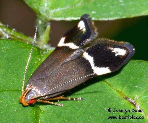 Anacampsis tristrigella