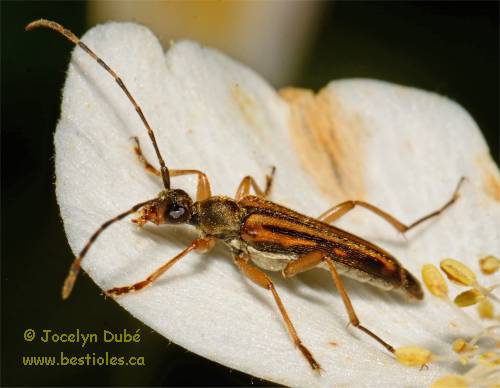 Petit lepture lign� (Analeptura lineola)
