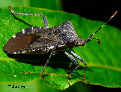 Anasa armigera