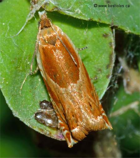 Photo d'ancylis laciniana