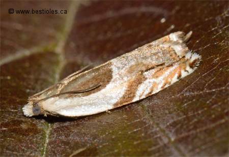 Photo d'Ancylis metamelana