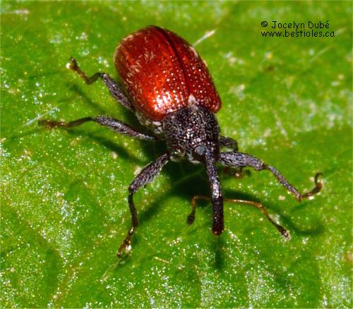 Anthonomus haematopus