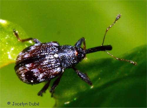 Anthonome de la fleur du fraisier (Anthonomus signatus)