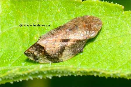 Photo d'une cercope, Aphrophore de l'Aulne (Aphrophora alni)