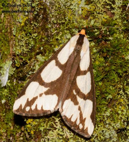 Photographie d'arctiide de Leconte - Haploa lecontei