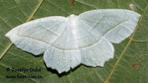 Photo d'arpenteuse perl�e (Campaea perlata)