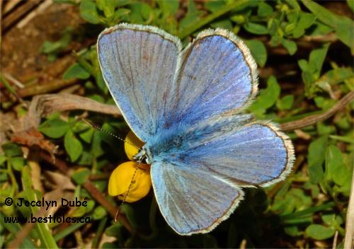 Photo de papillon azur estival m�le - Celastrina neglecta