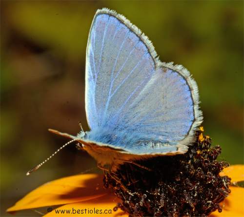 Photo de papillon azuré commun mâle - Polyommatus icarus