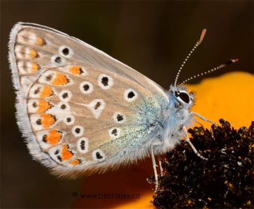 Photo du motif des ailes d'un azure commun