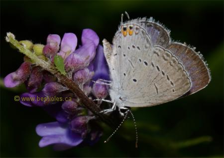 Photo d'un bleu porte-queue sur une fleur