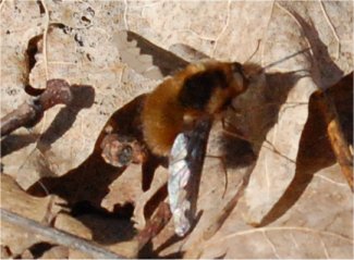 Photo d'un bombyle du Canada