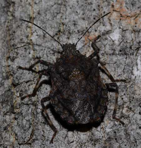 Photo de punaise à quatre bosses (Brochymena quadripustulata)