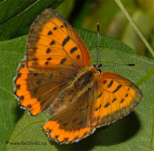 Photo de bronzé femelle